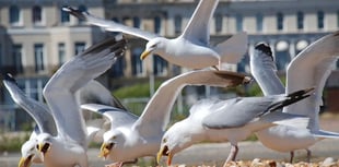 Top tips for dealing with gulls