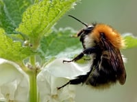 Funds available for community wildlife initiatives in the South Hams