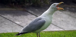 Injured seagull rescued by fire crews in Loddiswell
