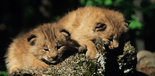 Zoo celebrates birth of two lynx kits 