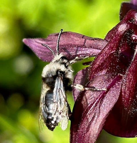 An ash mining bee that joined us for breakfast (as identified by Geoff Foale) - Mike Hitch 
