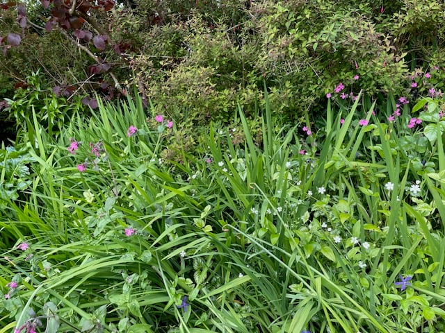 Red campion and stitchwort - Mike Hitch 