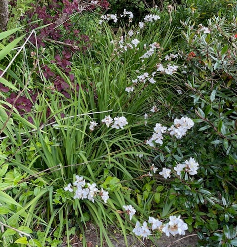 New Zealand Libertia, actually preferred by pollinators - Mike Hitch 
