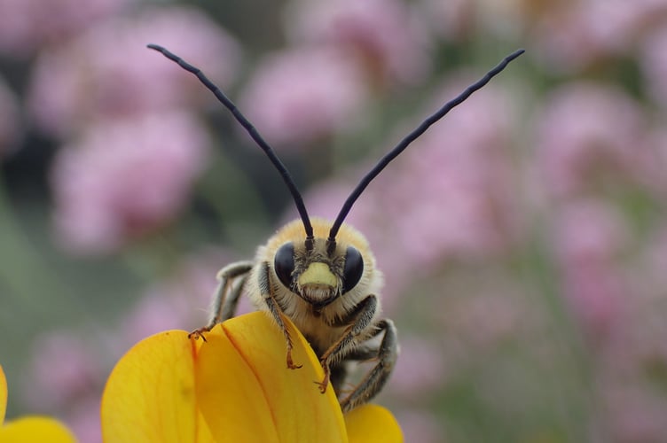 A Long horned mining bee - another endangered local species