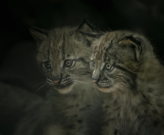 Zoo opens doors on Carpathian Kits 