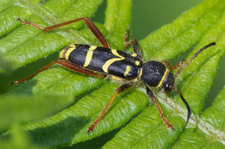Wasp Beetle - Clytus arietis 24-05-23