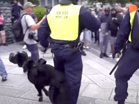 Open letter condemns recent violence 