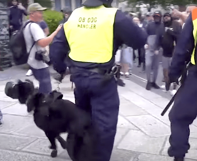 Charity raises concerns over muzzled police dogs in Plymouth riot