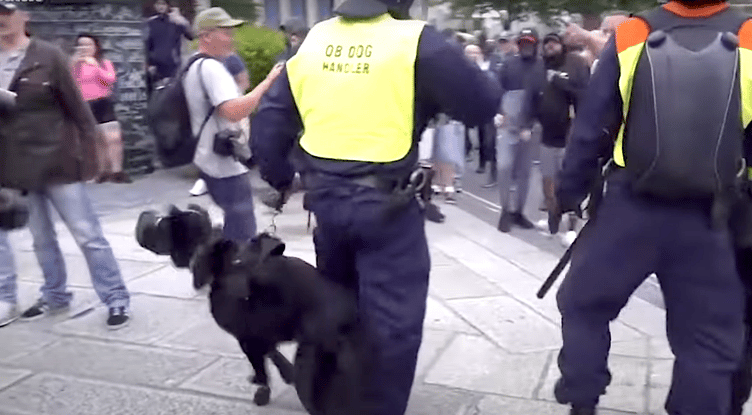 A muzzled police dog during Monday's riot in Plymouth