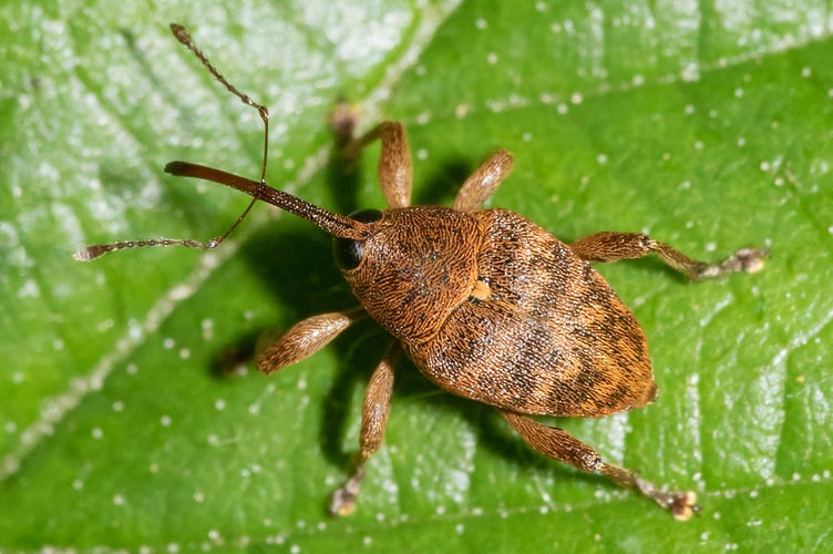 Curculio venosus 17-05-22