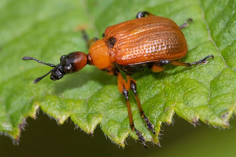 Hazel Leaf Roller - Apoderus coryli 29-07-23