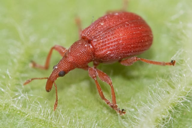 Geoff Foale Nature Diary | The battle between good and Weevil 