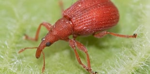  Geoff Foale Nature Diary | The battle between good and Weevil 