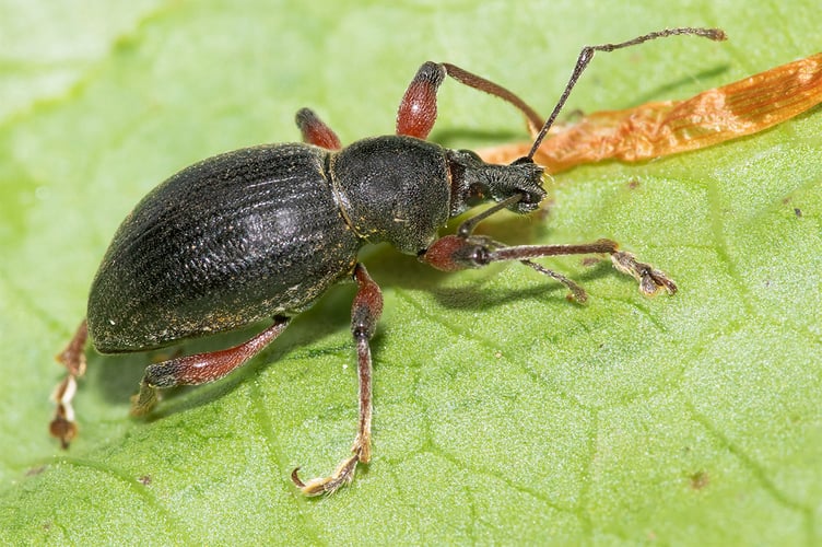 Otiorhynchus tenebricosus 17-05-22