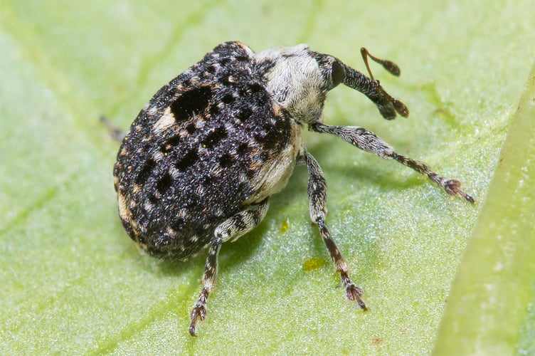 Cionus scrophulariae - Figwort Weevil 19-05-22