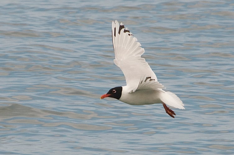 Gull pictures by Geoff Foale and Michael Brooking - Gordon Waterhouse 