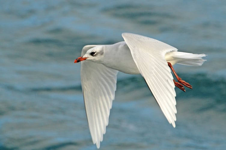 Gull pictures by Geoff Foale and Michael Brooking - Gordon Waterhouse 