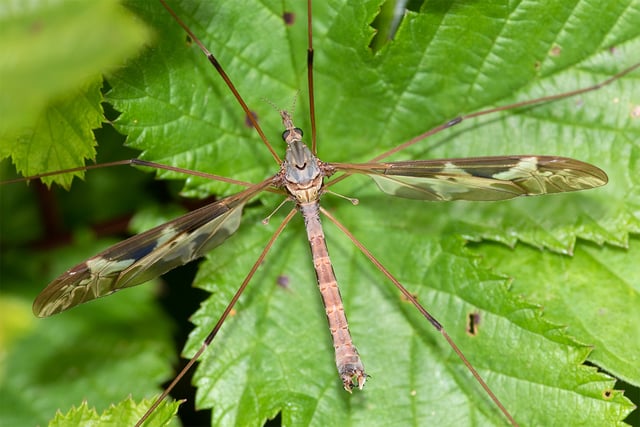 Nature Diary by Geoff Foale | Craneflies natures ancient survivors 