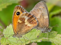 Nature Diary by Geoff Foale | A difficult year for butterflies
