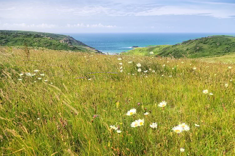 Meadow and coast and Hazel Tor Southdown Farm Phil Hemsley
