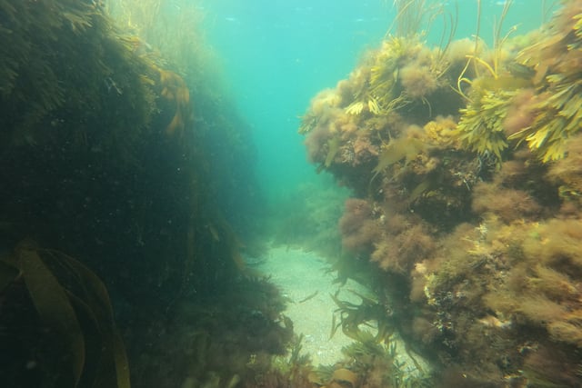 Swimming with the fishes - Nature Diary by Alice Henderson 
