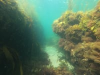 Swimming with the fishes - Nature Diary by Alice Henderson 