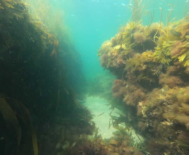 Swimming with the fishes - Nature Diary by Alice Henderson 