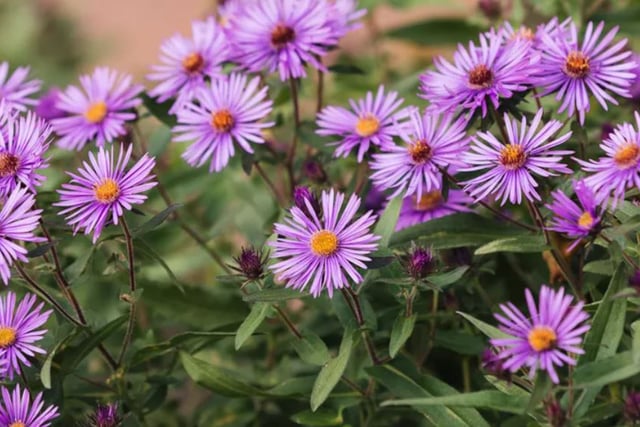 Plant these flowers now to keep your autumn garden vibrant