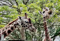 Can Devon's beloved zoos survive Brexit's impact?