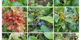 A Creekside Wander, Nature Diary by Alice Henderson 