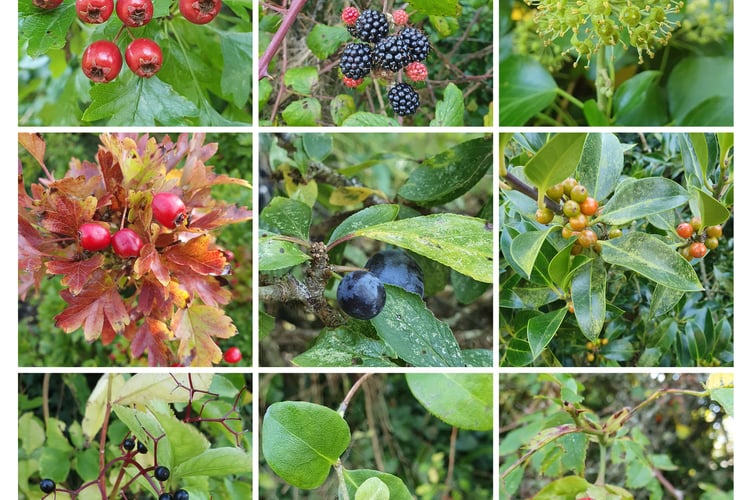 Berries Galore