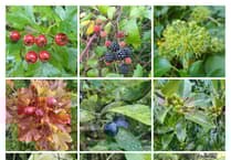 A Creekside Wander, Nature Diary by Alice Henderson