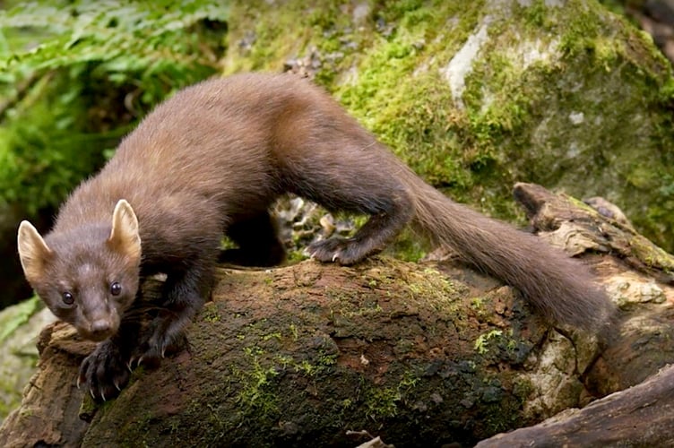 Pine martens were last seen in the South West more than 150 years ago