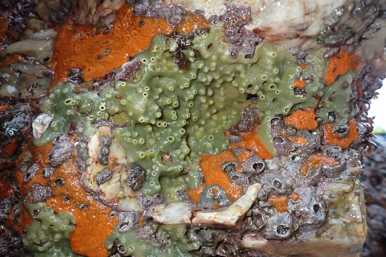 Breadcrumb & orange peel sponges on rock face