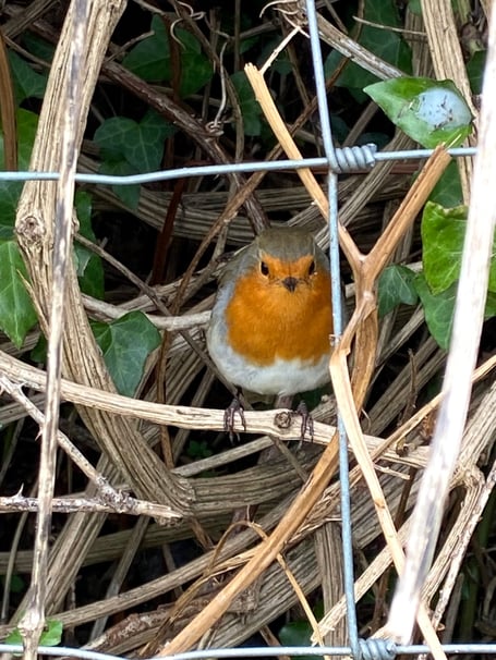 A robin hiding in the hedge row