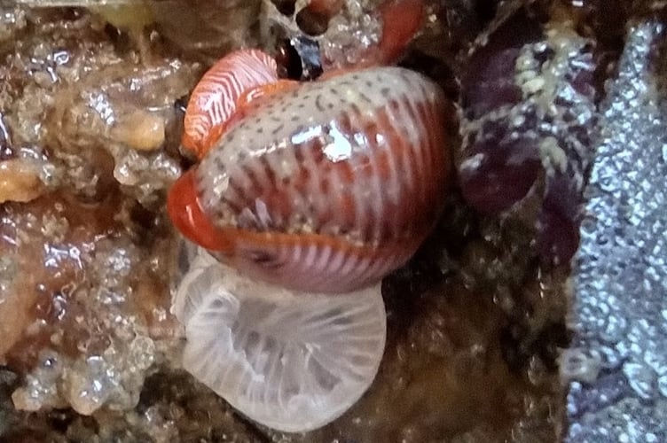 Near the estuary mouth - a Spotted Cowrie, cloaked in its mantle