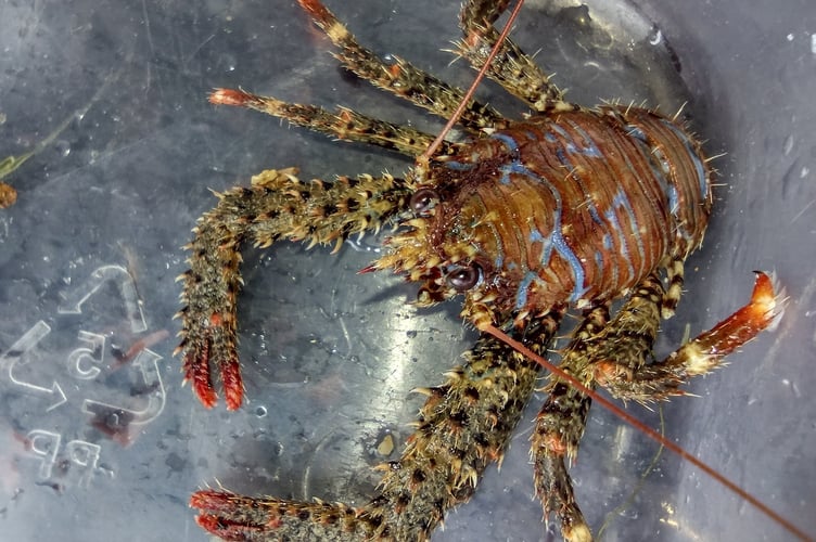 Sheltered estuary rocky shore - a colourful Spiny Squat Lobster