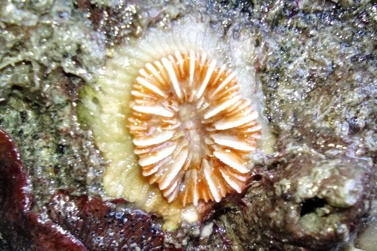 Sheltered estuary rocky shore - a Devonshire Cup Coral