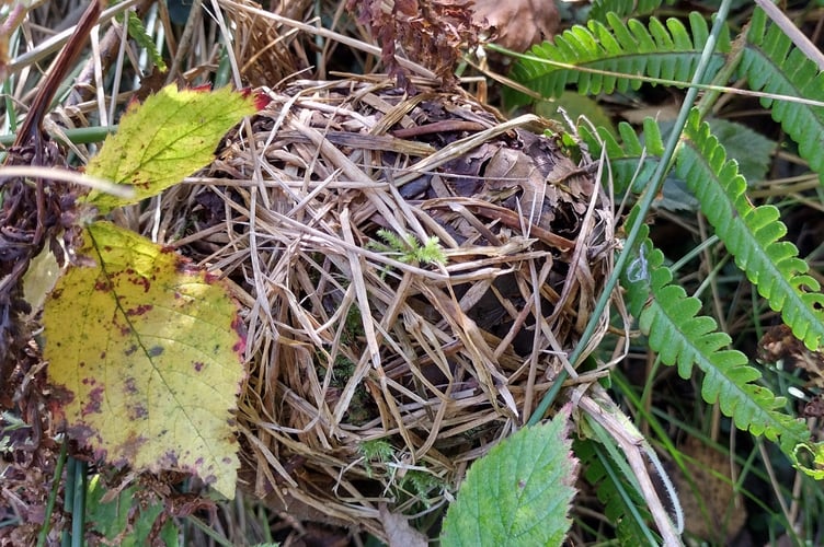 The first dormouse winter nest - Fiona van Es 