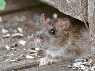 Plymouth ranks seventh for rat-related searches in the UK