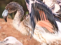 Flamingo chick’s ‘great escape’
