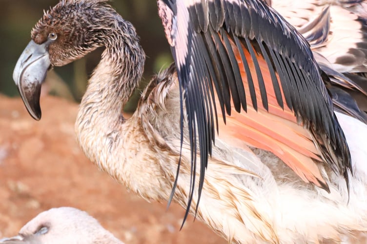 The four-month-old chick was starting to fledge when it escaped days ago