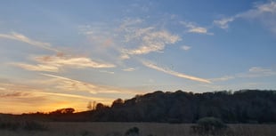 Nature Diary by Alice Henderson | Squealing pigs and dancing birds