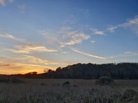 Nature Diary by Alice Henderson | Squealing pigs and dancing birds