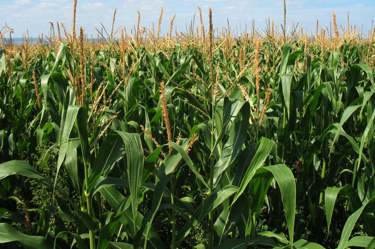 corn-field-1935 Image by PublicDomainPictures from Pixabay