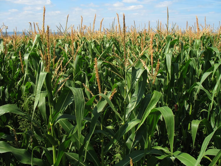 corn-field-1935 Image by PublicDomainPictures from Pixabay