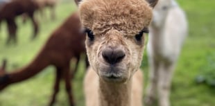 ‘Keep dogs on leads’ urges farmer after alpaca killed in attack