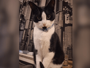 Can you help reunite Storm with his family?