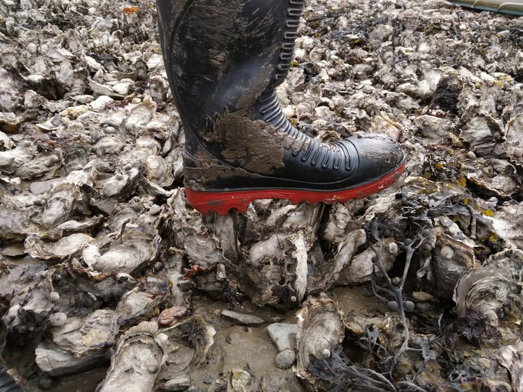 Pacific oysters dominating a local shore ruining its use for amenity enjoyment - Nigel Mortimer