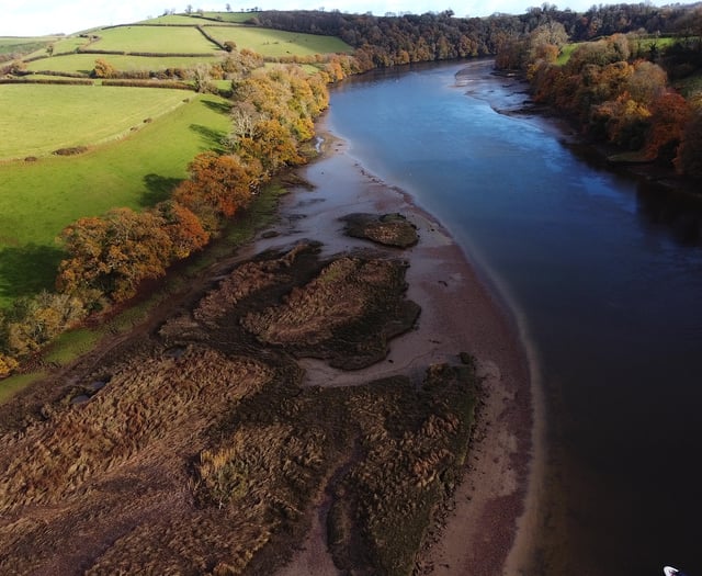 Turning the tide on salt marsh loss 